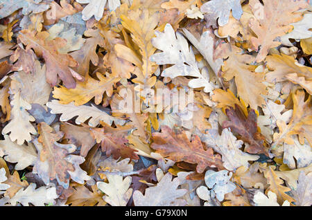 Vista in pianta di uno strato del caduto foglie di quercia sul prato di erba verde della foresta Foto Stock