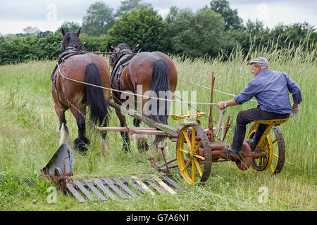 Cavallo reaper il taglio della Segale Foto Stock