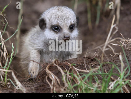 Uno dei tre piccoli Meerkats soprannominato i tre Amigos dopo che i tre anni di settimana sono stati controllati da Keeper Connie McEwan al Blair Drummond Safari Park vicino Stirling. Foto Stock