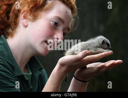 Uno dei tre piccoli Meerkats soprannominato i tre Amigos come i tre anni di settimana sono stati controllati da Keeper Connie McEwan al Blair Drummond Safari Park vicino Stirling. Foto Stock