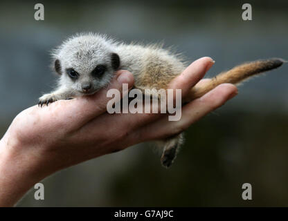 Uno dei tre piccoli Meerkats soprannominato i tre Amigos dopo che i tre anni di settimana sono stati controllati da Keeper Connie McEwan al Blair Drummond Safari Park vicino Stirling. Foto Stock