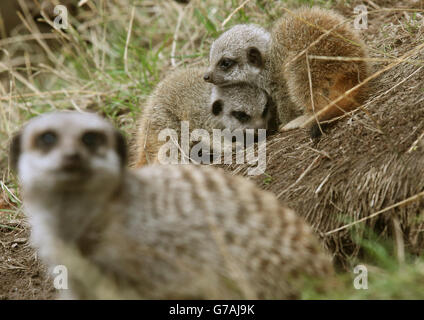 Due dei tre bambini Meerkat soprannominato i tre poke Amigos loro teste fuori da sotto la loro madre dopo che i tre anni di settimana sono stati controllati da Keeper Connie McEwan al Blair Drummond Safari Park vicino Stirling. Foto Stock