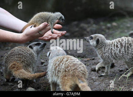 Uno dei tre bambini Meerkats soprannominato i tre Amigos è tornato al gruppo dopo che i tre anni di settimana sono stati controllati da Keeper Connie McEwan al Blair Drummond Safari Park vicino Stirling. Foto Stock