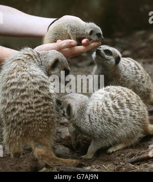 Uno dei tre bambini Meerkats soprannominato i tre Amigos è tornato al gruppo dopo che i tre anni di settimana sono stati controllati da Keeper Connie McEwan al Blair Drummond Safari Park vicino Stirling. Foto Stock