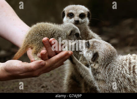 Uno dei tre bambini Meerkats soprannominato i tre Amigos è tornato al gruppo dopo che i tre anni di settimana sono stati controllati da Keeper Connie McEwan al Blair Drummond Safari Park vicino Stirling. Foto Stock