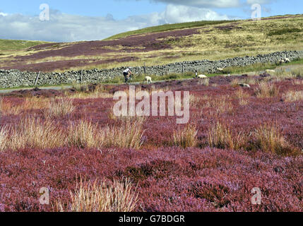 Erica della brughiera sulle valli dello Yorkshire mostra i suoi colori autunnali diventa rosa sulle colline sopra Reeth. Foto Stock