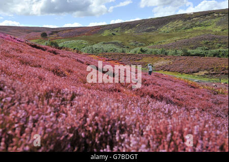 Erica della brughiera sulle valli dello Yorkshire mostra i suoi colori autunnali diventa rosa sulle colline sopra Reeth. Foto Stock