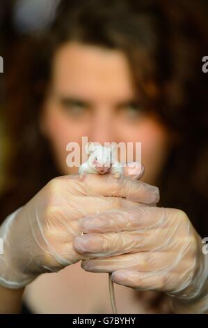 Una donna traccia un mouse morto durante un workshop tassidermiano per principianti, tenuto a Boxpark, Shoreditch, a est di Londra. Foto Stock