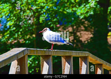 Seagull seduto su una ringhiera Foto Stock