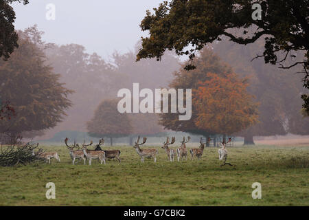 La nebbia mattutina e i colori mutevoli danno un'occhiata autunnale al parco dei cervi dello Studley Royal Park vicino a Ripon, North Yorkshire. Foto Stock