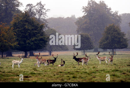 La nebbia mattutina e i colori mutevoli danno un'occhiata autunnale al parco dei cervi dello Studley Royal Park vicino a Ripon, North Yorkshire. Foto Stock