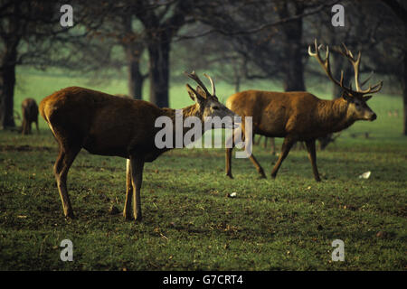 Wollaton Hall and Deer Park si trova a Wollaton Park, Nottingham, Inghilterra. La sala fu costruita tra il 1580 e il 1588 per Sir Francis Willoughby e si ritiene sia stata progettata dall'architetto elisabettiano Robert Smithson. Nel 2011, le scene chiave del film di Batman The Dark Knight Riges sono state girate fuori dalla Wollaton Hall. Foto Stock