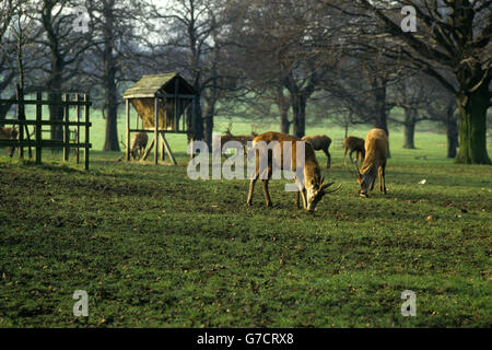 Wollaton Hall and Deer Park si trova a Wollaton Park, Nottingham, Inghilterra. La sala fu costruita tra il 1580 e il 1588 per Sir Francis Willoughby e si ritiene sia stata progettata dall'architetto elisabettiano Robert Smithson. Nel 2011, le scene chiave del film di Batman The Dark Knight Riges sono state girate fuori dalla Wollaton Hall. Foto Stock