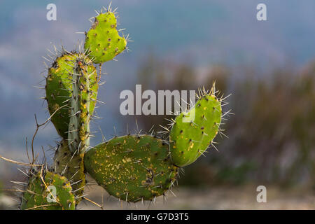 Vista ingrandita di un cactus in Oaxaca, Messico Foto Stock