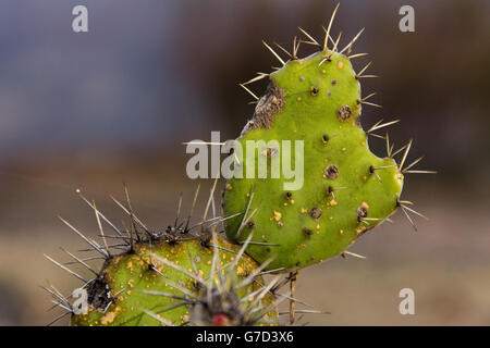 Vista ingrandita di un cactus in Oaxaca, Messico Foto Stock