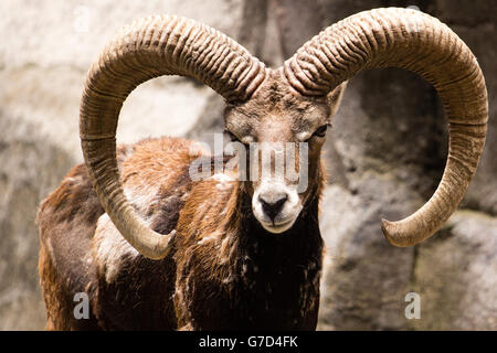 Pecore Bighorn Foto Stock