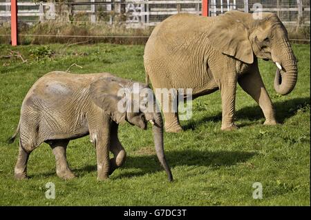 L'Arca di Noè zoo fattoria introdurre gli elefanti Foto Stock