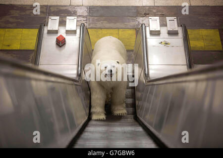 USO EDITORIALE SOLO un orso polare animatronico visita la London Underground per celebrare il lancio di Fortitude, il nuovo dramma di Sky Atlantic con Stanley Tucci, Michael Gambon e Christopher Eccleston, che premierà giovedì 29 gennaio alle 21. Foto Stock