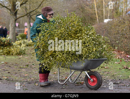 Dylis Davis con una carriola completa di mistletoe durante l'asta di Tenbury Mistletoe e Holly al Burford House Garden Store a Tenbury Wells, Worcestershire. Foto Stock