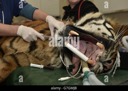 La tigre di Sumatra lavori dentali Foto Stock