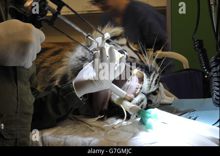 Il sangue viene prelevato da Amir, una tigre di Sumatran, durante il trattamento dentale presso il parco degli animali selvatici Howletts di Canterbury, Kent. Foto Stock