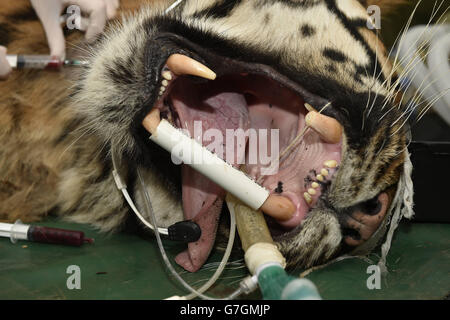 Un riempimento e odontoiatria generale è eseguito su Amir, una tigre di Sumatran al parco degli animali selvatici di Howletts a Canterbury, Kent. Foto Stock