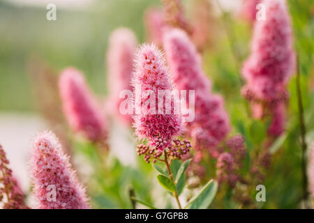 Rosa fiori di Spirea sulla boccola a molla. Spiraea fiori sono molto apprezzati nel giardinaggio decorativo e gestione forestale. Il pl Foto Stock