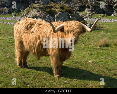 Scottish Highland mucca, Isola di Colonsay, Scotland, Regno Unito. Foto Stock