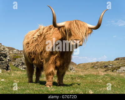 Scottish Highland mucca, Isola di Colonsay, Scotland, Regno Unito. Foto Stock