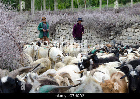 Gli uomini imbrancandosi capre lungo la strada nel villaggio, Diskit, Nubra Valley, vicino a Leh, Ladakh, Jammu e Kashmir India Foto Stock