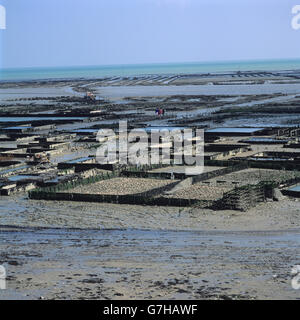 Cancale ostriche a bassa marea, Bretagne, Bretagna, Francia, Europa Foto Stock