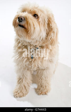 Tibetan Terrier, beige, guardando verso l'alto Foto Stock