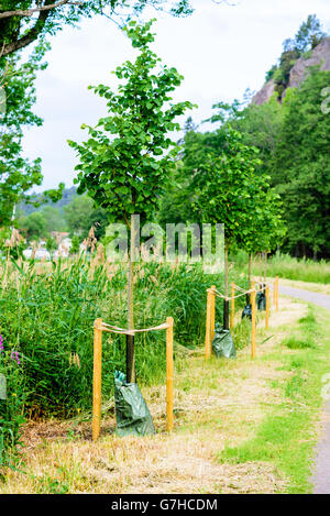 Fila di recente piantati alberi lungo un marciapiede. Coperchio protettivo sulla parte inferiore dei tronchi e le aste di supporto per trattenere t Foto Stock