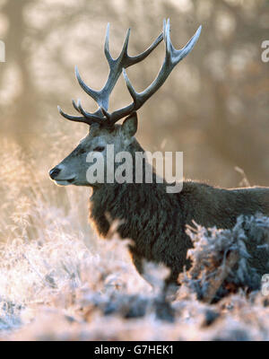 Un cervo si trova in erba coperta di gelo a Richmond Park, a sud-ovest di Londra, come gran parte del Regno Unito si è svegliato fino a una mattina gelida. Foto Stock