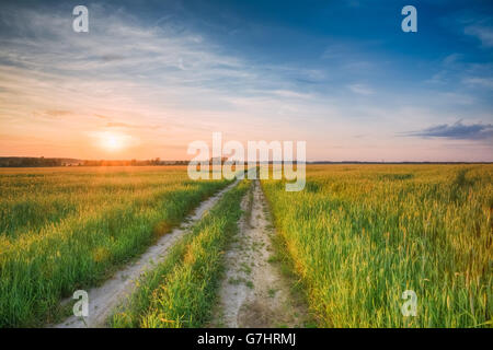 Paesaggio rurale strada attraverso il verde Campo di grano. La molla stagione agricola. Colorato cielo drammatico al tramonto Alba con Sun Foto Stock