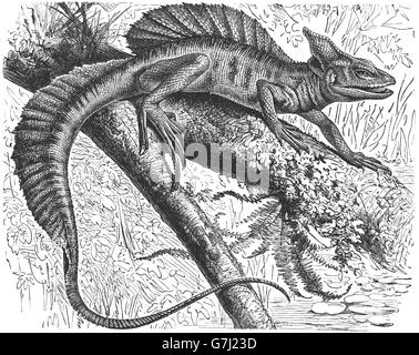 Basilisk comune, Basiliscus Basiliscus, illustrazione dal libro datato 1904 Foto Stock