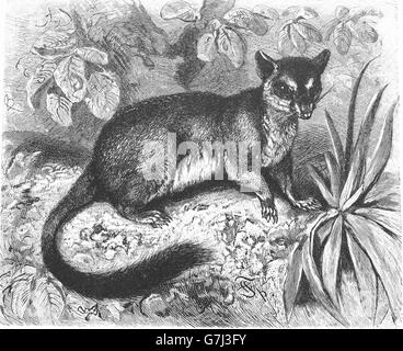 Brush-tailed phascogale, Phascogale tapoatafa, tuan, comune wambenger, Dasyuridae, illustrazione dal libro datato 1904 Foto Stock