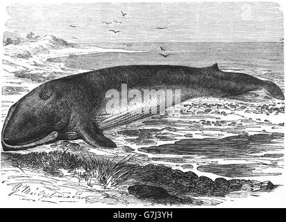 Humpback Whale, Megaptera novaeangliae, baleen whale, illustrazione dal libro datato 1904 Foto Stock