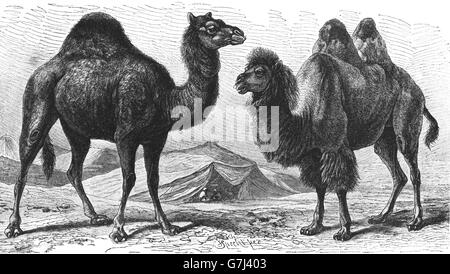 Dromedario, Camelus dromedarius, Bactrian camel, Camelus bactrianus, illustrazione dal libro datato 1904 Foto Stock