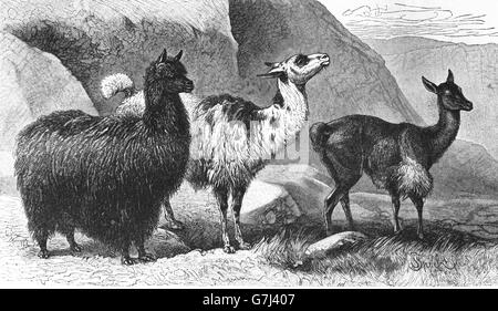 Alpaca e lama e Vicugna, illustrazione dal libro datato 1904 Foto Stock