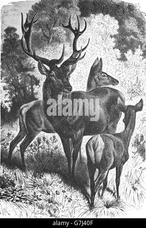 Cervi, Cervus elaphus, illustrazione dal libro datato 1904 Foto Stock