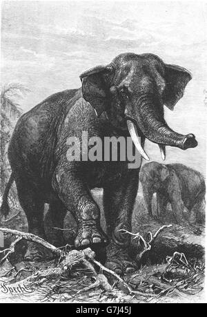 Elefante asiatico, Elephas maximus, illustrazione dal libro datato 1904 Foto Stock