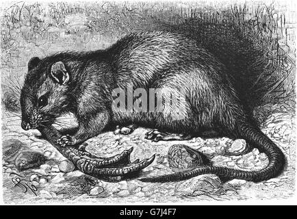 Ratto bruno norvegese, Rattus norvegicus, illustrazione dal libro datato 1904 Foto Stock