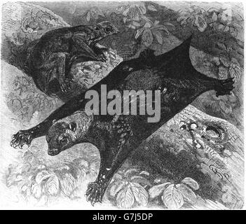 Philippine lemuri volanti, colugo filippino, Cynocephalus volans, kagwang, Dermoptera, illustrazione dal libro datato 1904 Foto Stock