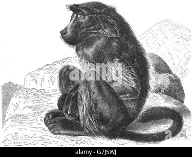 Chacma babbuino, Papio ursinus, Cape babbuino, scimmia del Vecchio Mondo, Cercopithecidae, illustrazione dal libro datato 1904 Foto Stock