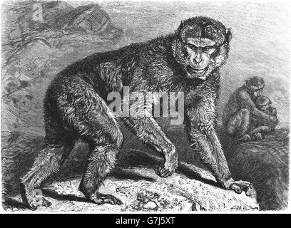 Barberia macaco Macaca sylvanus, Barberia ape, magot, scimmia del Vecchio Mondo, Cercopithecidae, illustrazione dal libro datato 1904 Foto Stock