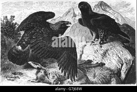 Golden Eagle, Aquila chrysaetos, illustrazione dal libro datato 1904 Foto Stock