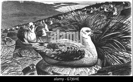 Albatro errante, snowy albatross, bianco-winged albatross, goonie, Diomedea exulans, illustrazione dal libro datato 1904 Foto Stock