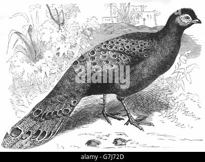 Grigio-blu pavone fagiano, Polyplectron bicalcaratum, Birmano peacock-fagiano, illustrazione dal libro datato 1904 Foto Stock