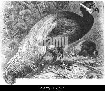 Comune, fagiano Phasianus colchicus pallasi, Fasianidi, Galliformi, illustrazione dal libro datato 1904 Foto Stock